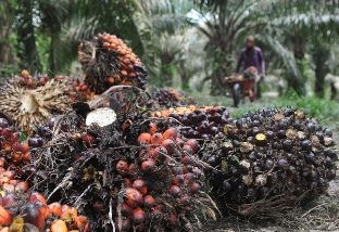 Harga sawit di Riau alami kenaikan harga (foto/ilustrasi)